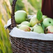 Frisch gepflückte Äpfel liegen in einem Korb. Frisch gepflückte Äpfel liegen in einem Korb.